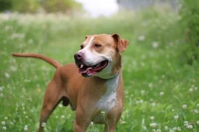 Kimbo, rezavá, bílé znaky male mixed breed for adoption at Utulek Brno, Brno