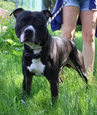 Satyn, černá, bílé znaky male mixed breed for adoption at Utulek Brno, Brno