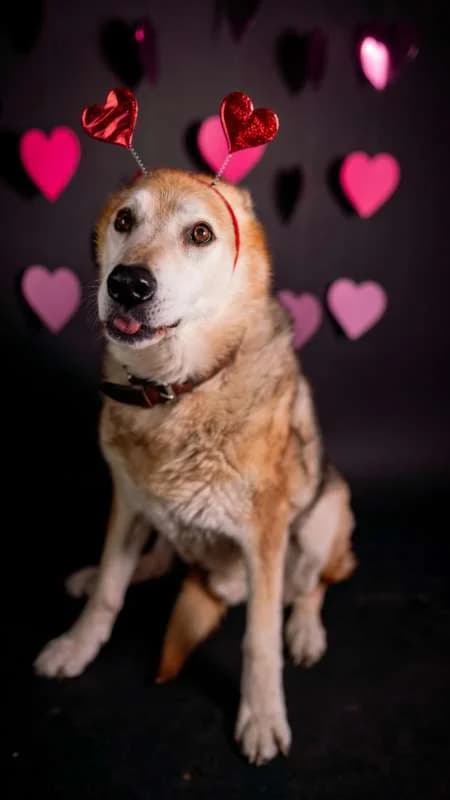 Psi k adopci, Světle hnědý male senior mixed breed for adoption at AniDef Žim, Žim