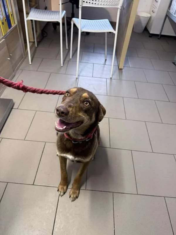 Psi k adopci, hnědá s pálením male 3yo mixed breed for adoption at AniDef Žim, Žim