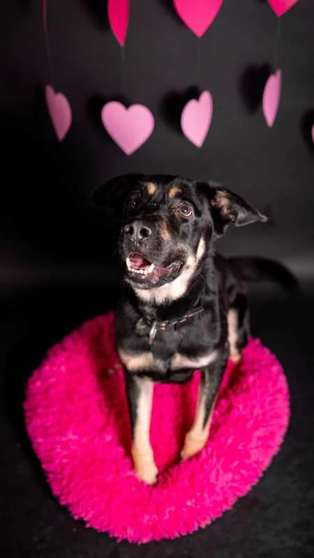 Psi k adopci, černá s pálením male 4yo mixed breed for adoption at AniDef Žim, Žim