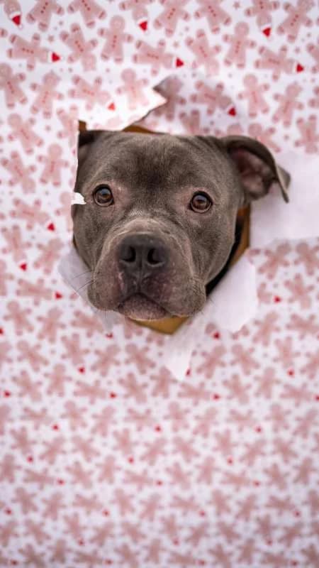 Psi k adopci, šedo - bílá male 5yo American Bully for adoption at AniDef Žim, Žim