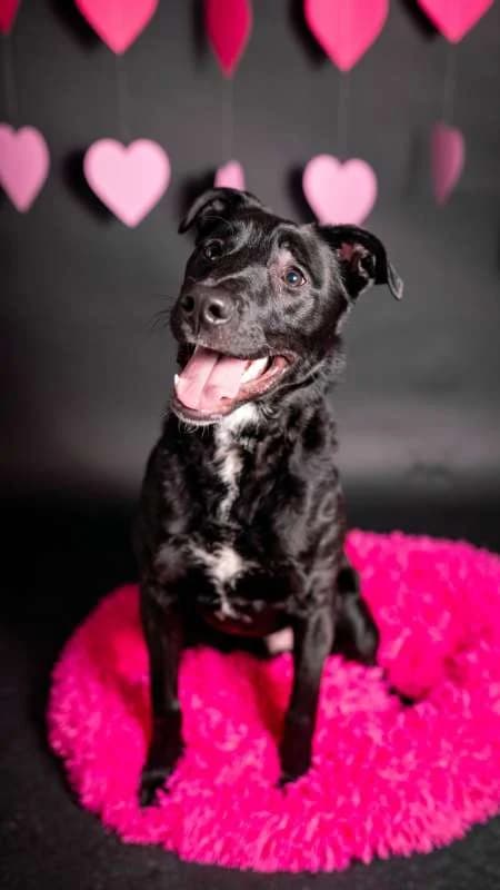 Psi k adopci, Labrador Retriever (AniDef Žim)