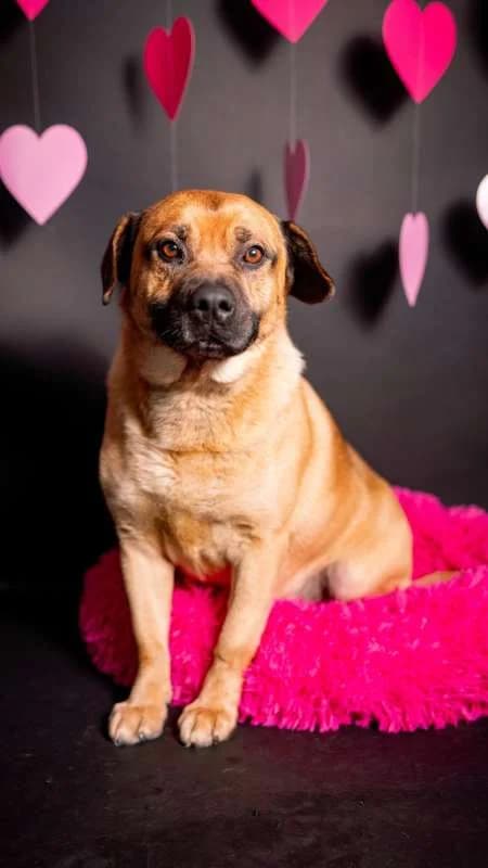 Psi k adopci, světle hnědá male senior mixed breed for adoption at AniDef Žim, Žim