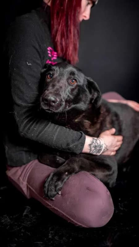Psi k adopci, černá female Labrador Retriever for adoption at AniDef Žim, Žim — photo 3 of 8