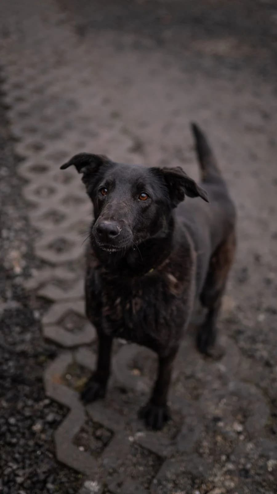 Psi k adopci, černá female Labrador Retriever for adoption at AniDef Žim, Žim — photo 5 of 8