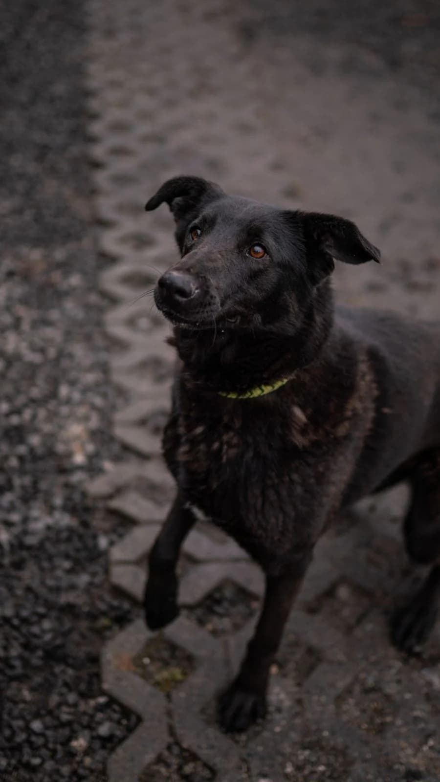 Psi k adopci, černá female Labrador Retriever for adoption at AniDef Žim, Žim — photo 6 of 8