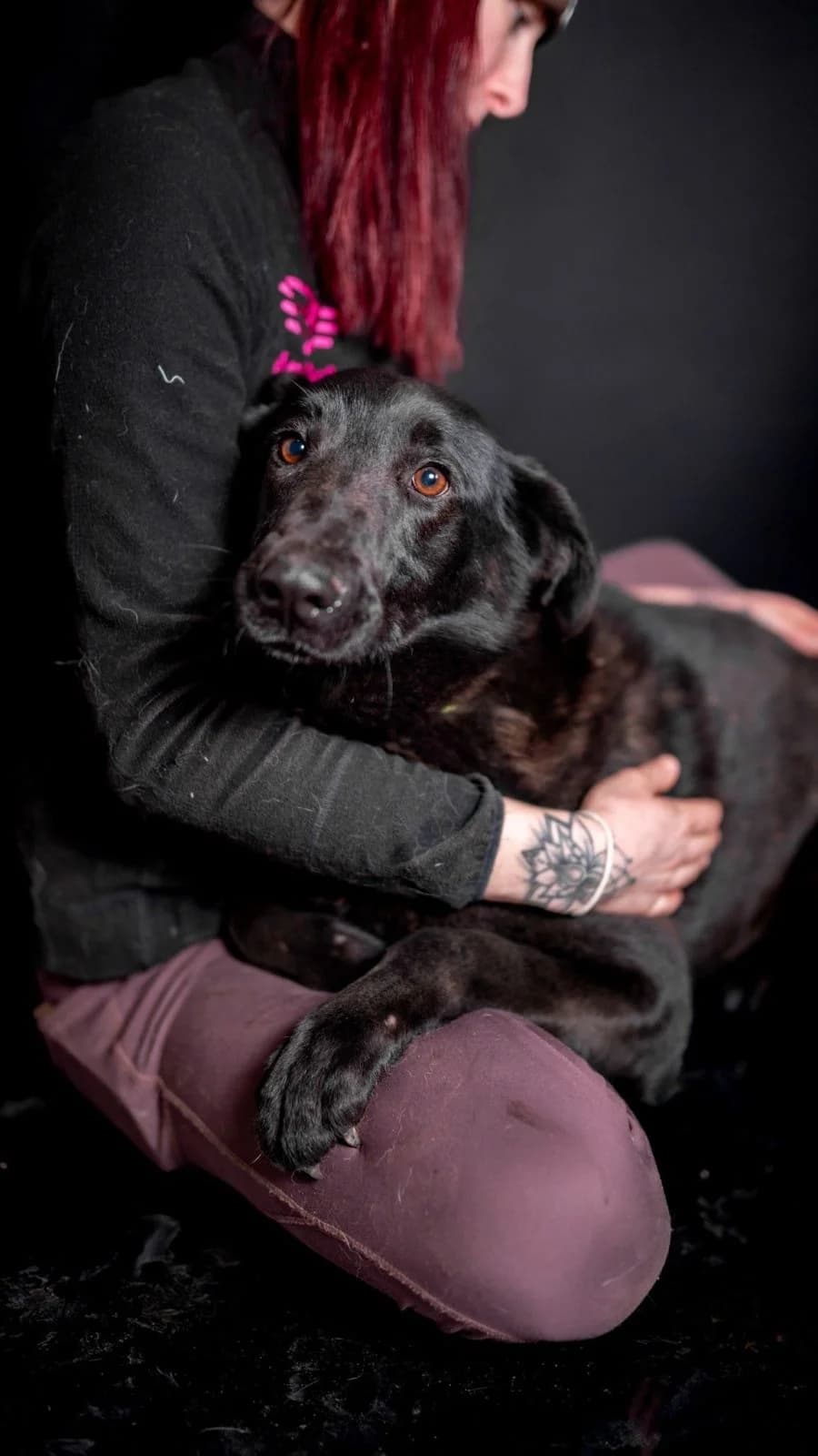 Psi k adopci, černá female Labrador Retriever for adoption at AniDef Žim, Žim — photo 7 of 8