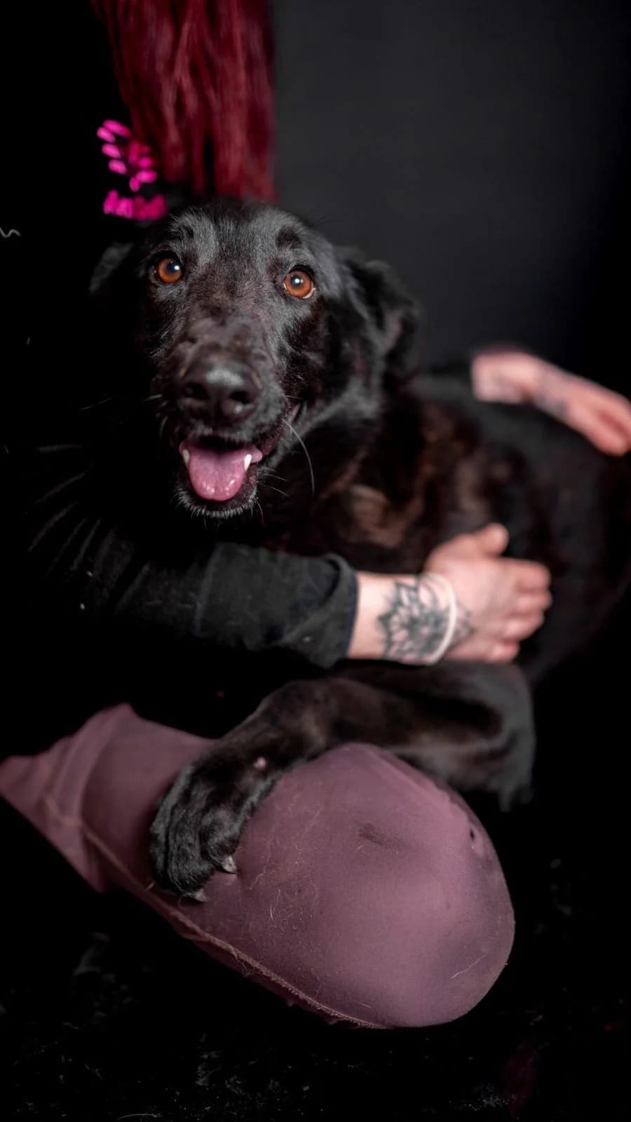 Psi k adopci, černá female Labrador Retriever for adoption at AniDef Žim, Žim — photo 8 of 8