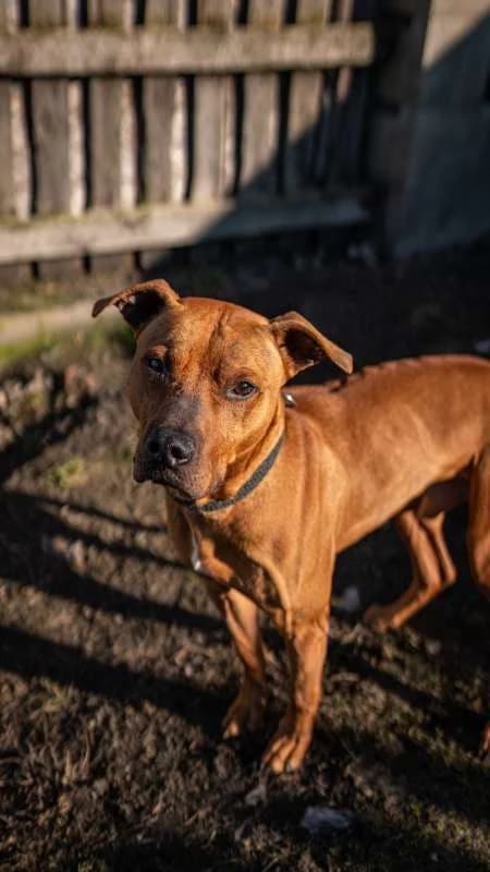 Psi k adopci, hnědá male 7yo mixed breed for adoption at AniDef Žim, Žim