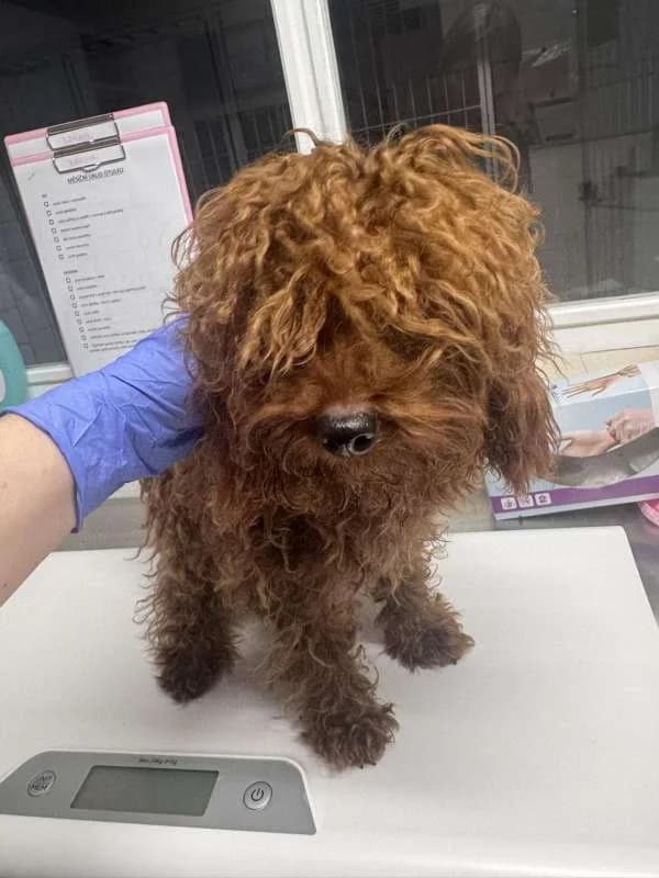 Psi k adopci, kávová male mixed breed for adoption at AniDef Žim, Žim