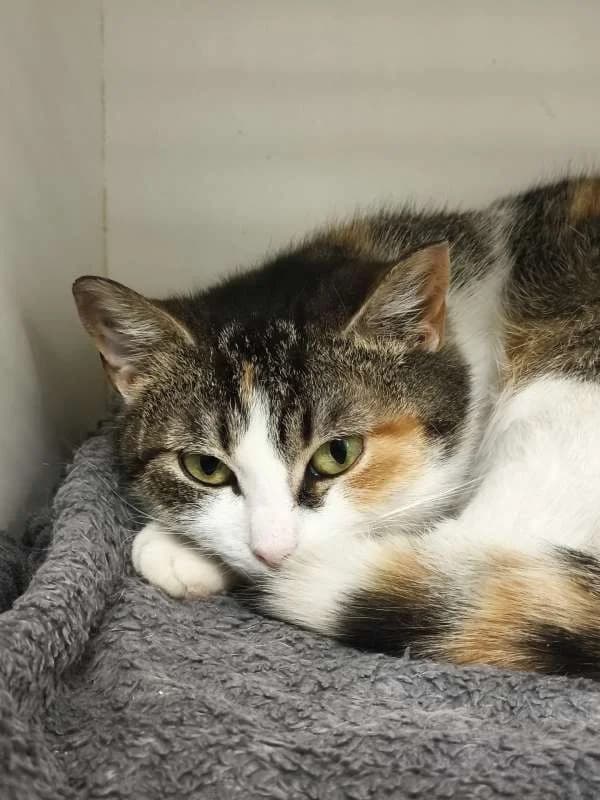 Kočky k adopci, tricolor female young mixed breed for adoption at AniDef Žim, Žim