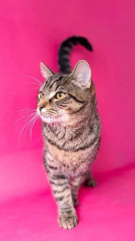 Kočky k adopci, mourovatá male mixed breed for adoption at AniDef Žim, Žim — photo 2 of 6