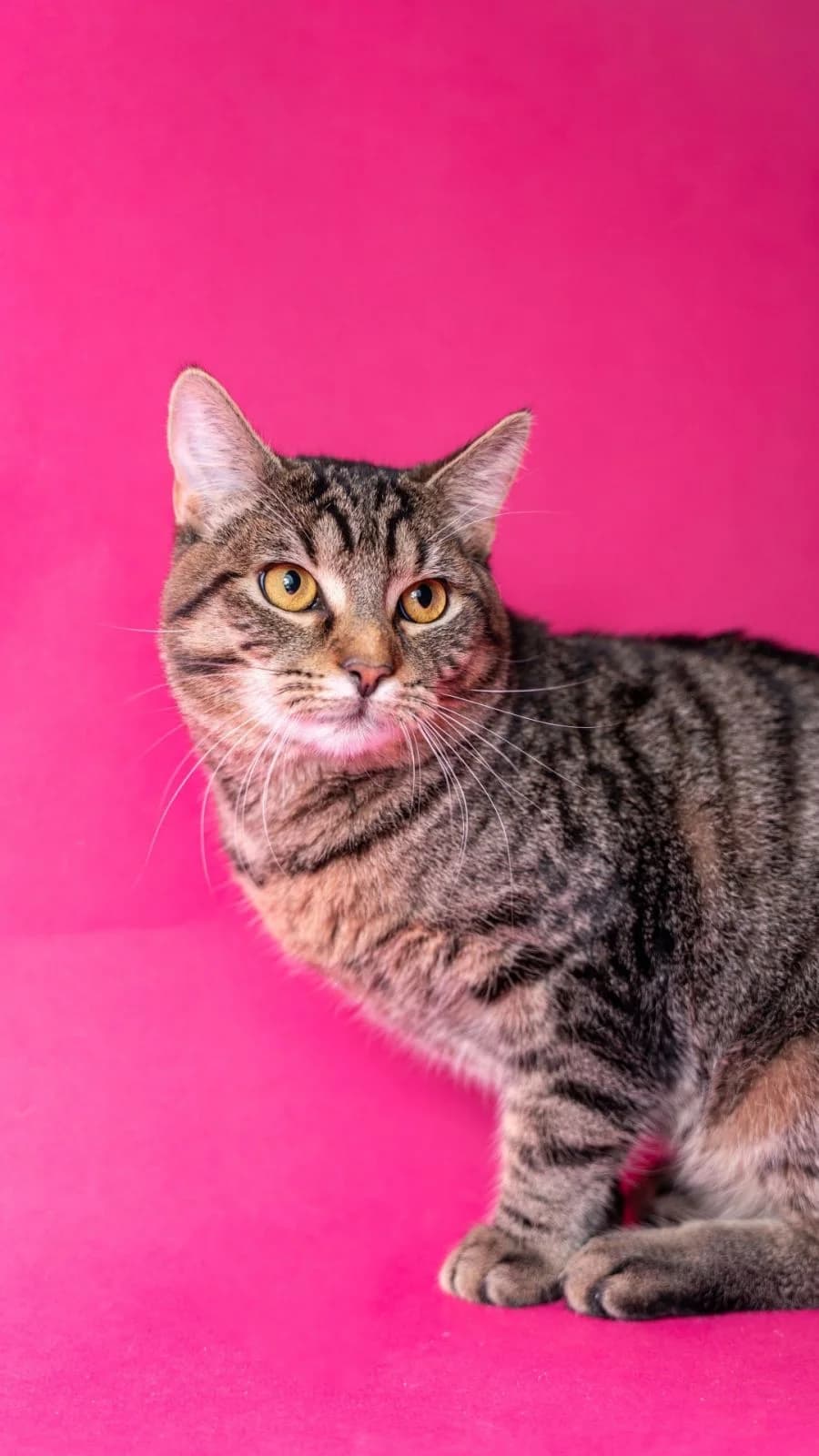 Kočky k adopci, mourovatá male mixed breed for adoption at AniDef Žim, Žim — photo 4 of 6