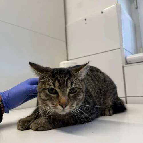 Kočky k adopci, mourovatá male mixed breed for adoption at AniDef Žim, Žim — photo 6 of 6