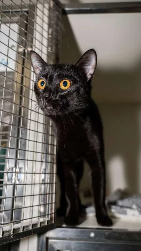 Kočky k adopci, černá male mixed breed for adoption at AniDef Žim, Žim