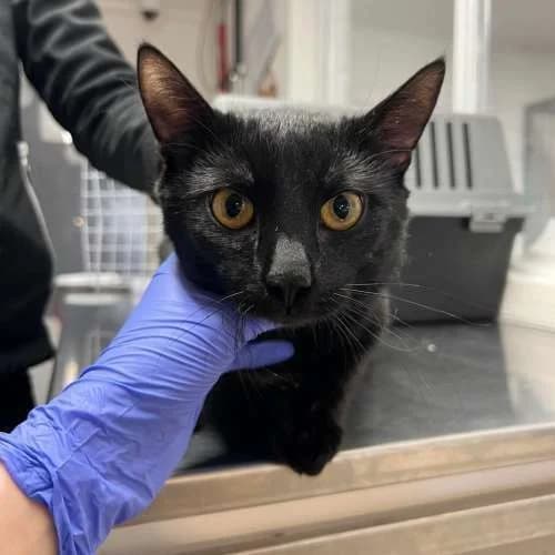 Kočky k adopci, černá male mixed breed for adoption at AniDef Žim, Žim — photo 2 of 4