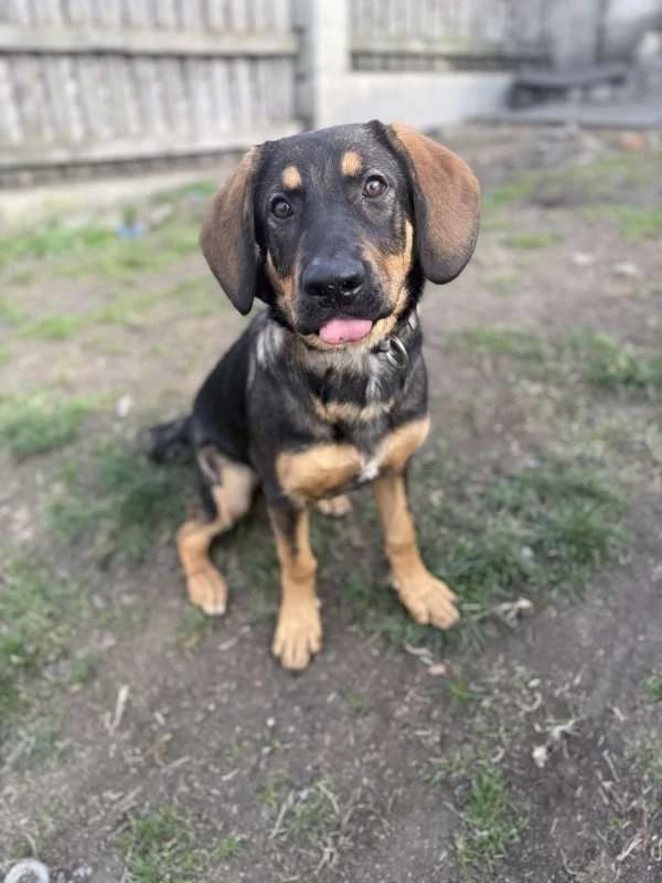 Psi k adopci, černo - hnědá female young mixed breed for adoption at AniDef Žim, Žim