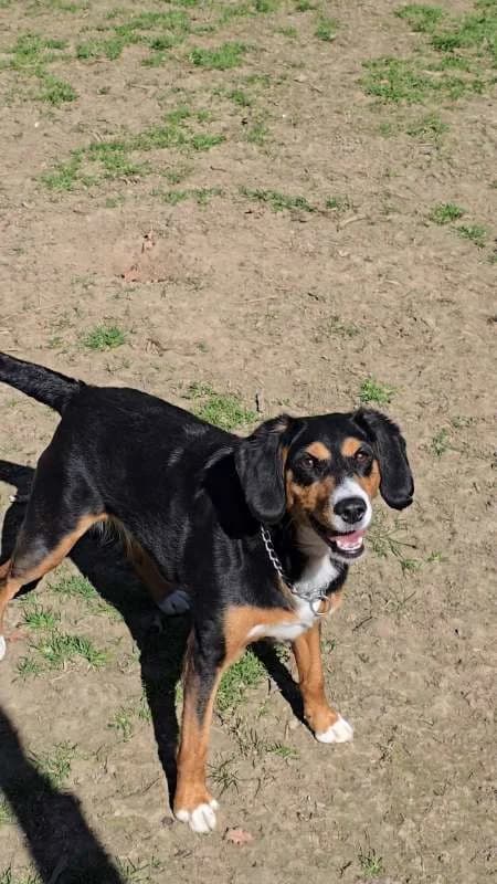 Psi k adopci, černo - hnědá, bílé znaky male 5yo mixed breed for adoption at AniDef Žim, Žim