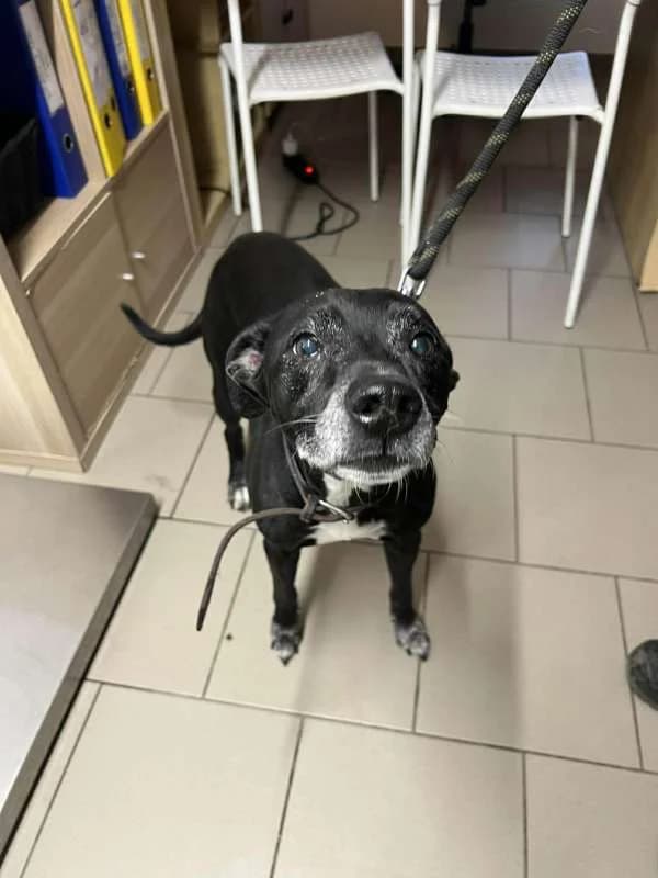 Psi k adopci, černý, bílé znaky male 7yo mixed breed for adoption at AniDef Žim, Žim