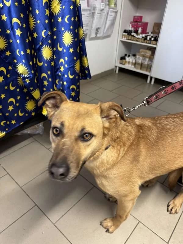 Psi k adopci, béžová female young Rhodesian Ridgeback for adoption at AniDef Žim, Žim