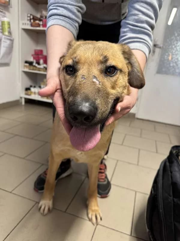 Psi k adopci, béžová female 3yo Rhodesian Ridgeback for adoption at AniDef Žim, Žim