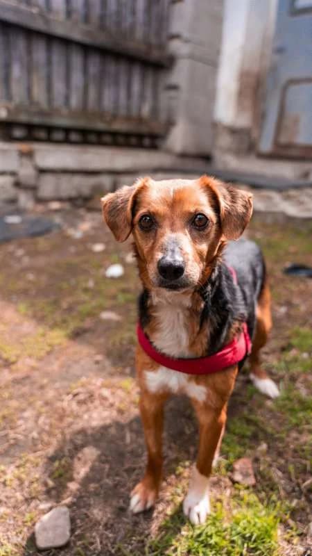 Psi k adopci, hnědá, černé pálení male 7yo mixed breed for adoption at AniDef Žim, Žim