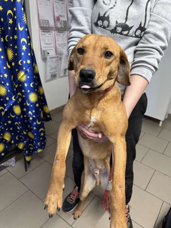 Psi k adopci, béžová male young Rhodesian Ridgeback for adoption at AniDef Žim, Žim