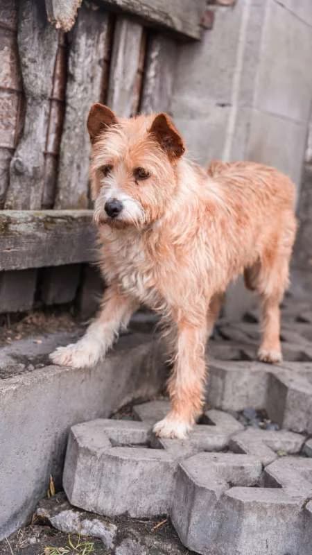 Psi k adopci, béžová, bílé znaky female young mixed breed for adoption at AniDef Žim, Žim