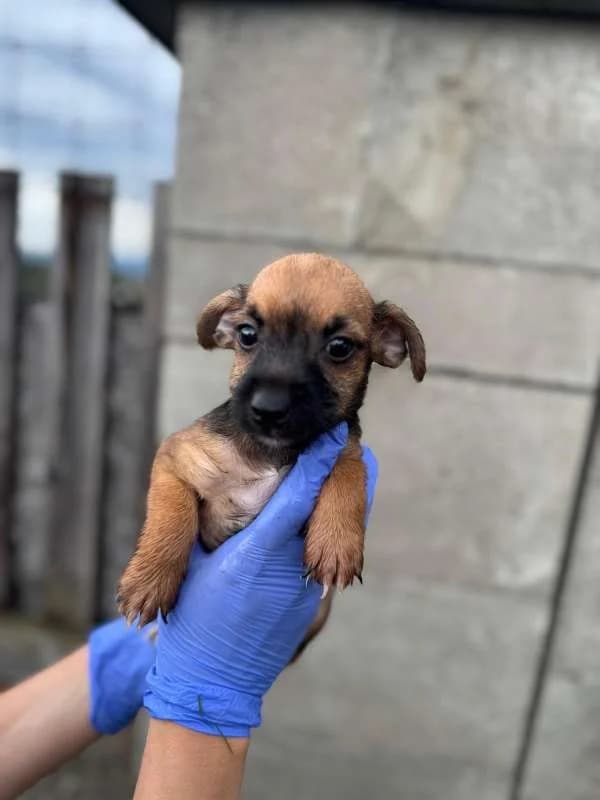 Psi k adopci, tmavě hnědý, bílá náprsenka male puppy mixed breed for adoption at AniDef Žim, Žim