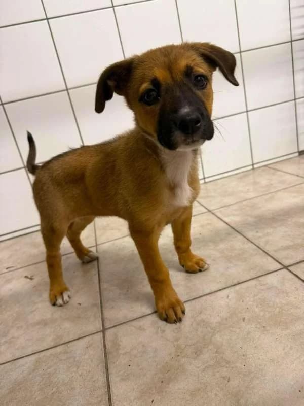 Psi k adopci, hnědá, bílé znaky a černý čumák female puppy mixed breed for adoption at AniDef Žim, Žim