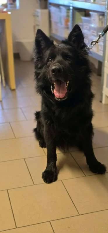 Psi k adopci, černý male 5yo mixed breed for adoption at AniDef Žim, Žim