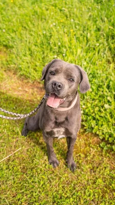 Psi k adopci, šedý male young Cane Corso for adoption at AniDef Žim, Žim