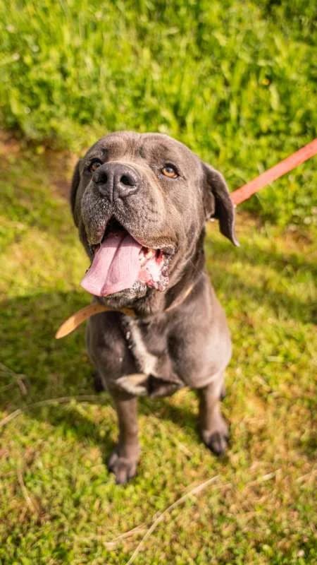 Psi k adopci, šedý male young Cane Corso for adoption at AniDef Žim, Žim