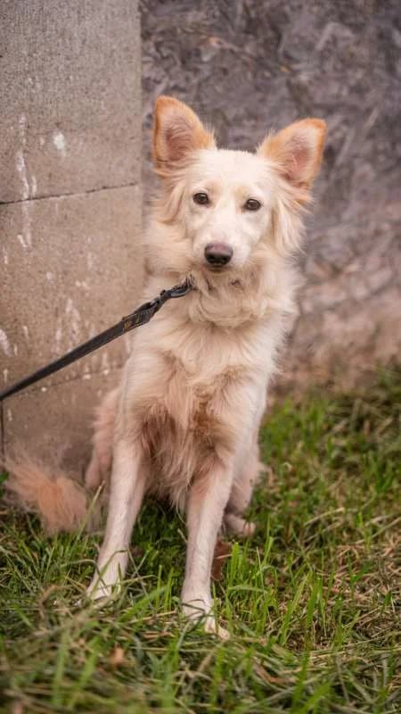 Psi k adopci, světlá male 3yo mixed breed for adoption at AniDef Žim, Žim