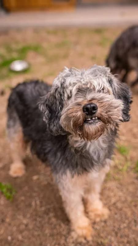 Psi k adopci, černá, hnědé pálení female 6yo mixed breed for adoption at AniDef Žim, Žim
