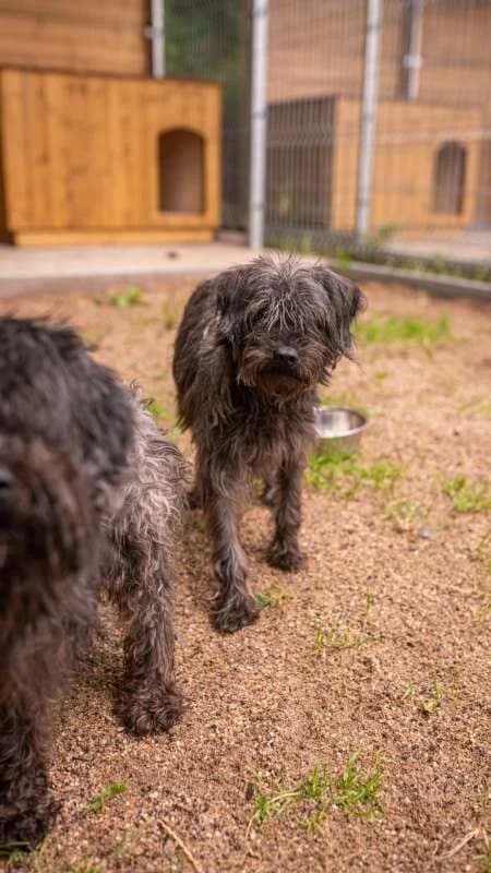 Psi k adopci, černá, hnědé pálení female 6yo mixed breed for adoption at AniDef Žim, Žim