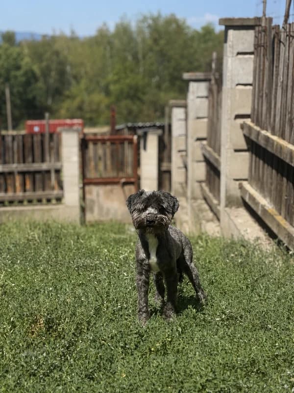 Psi k adopci, šedo-hnědý, bílá náprsenka male young mixed breed for adoption at AniDef Žim, Žim