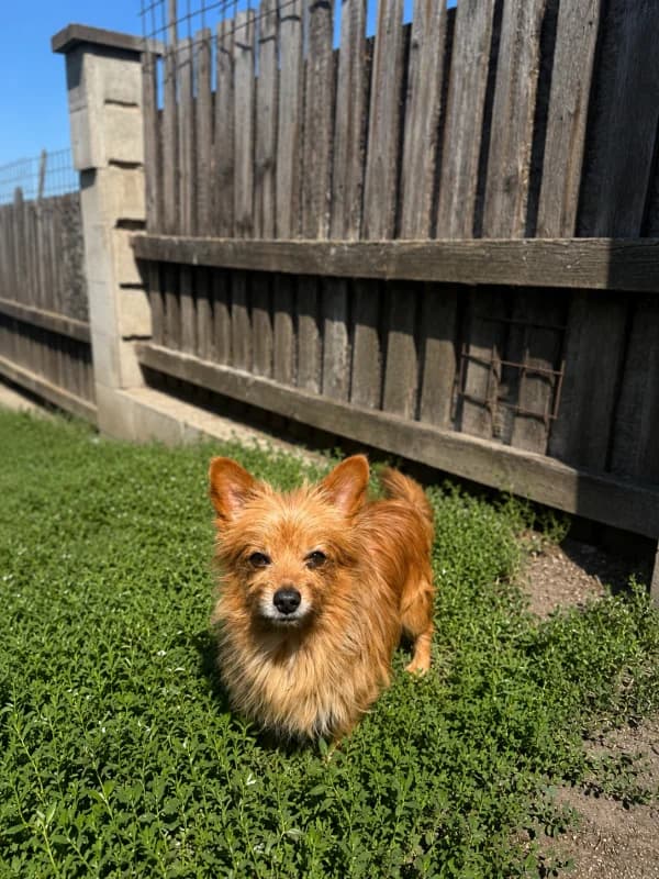 Psi k adopci, hnědý male senior mixed breed for adoption at AniDef Žim, Žim