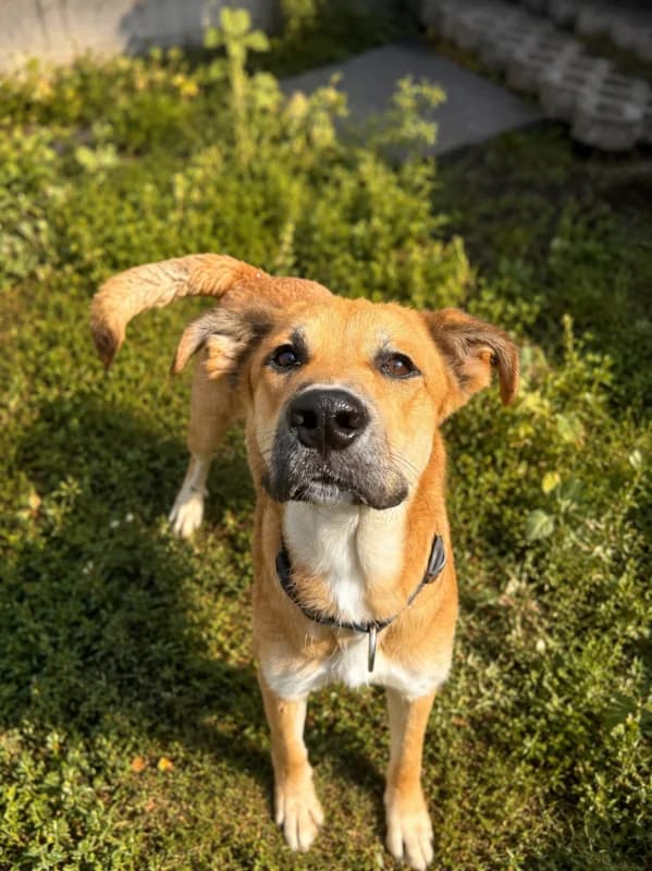 Psi k adopci, světle hnědá male young mixed breed for adoption at AniDef Žim, Žim