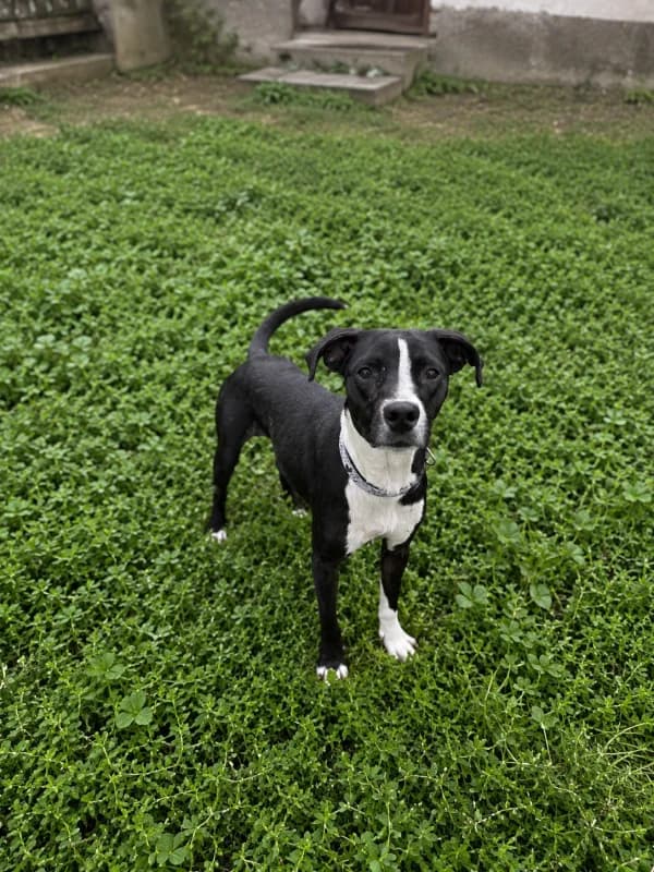 Psi k adopci, černo - bílá female mixed breed for adoption at AniDef Žim, Žim