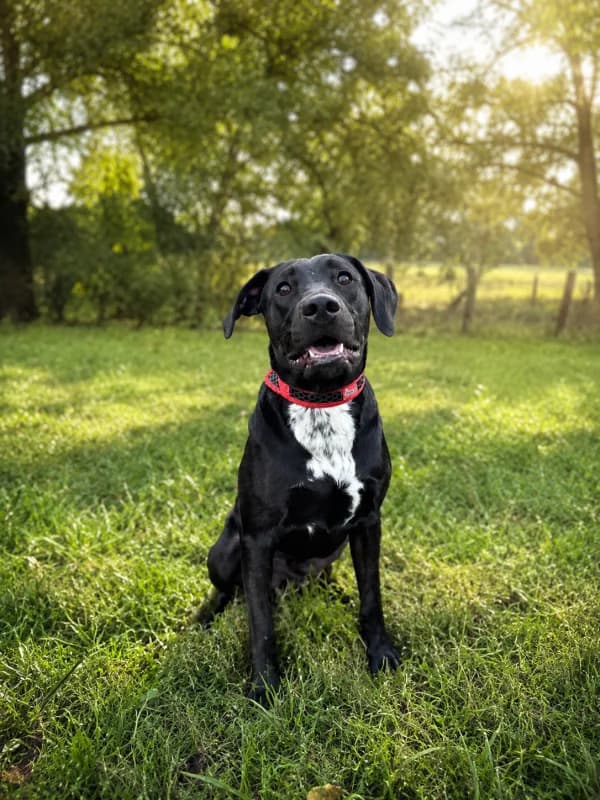 Psi k adopci, černý, s bílou náprsenkou male young Labrador Retriever for adoption at AniDef Žim, Žim