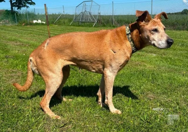 kříženec,  (Animal Rescue CZ)