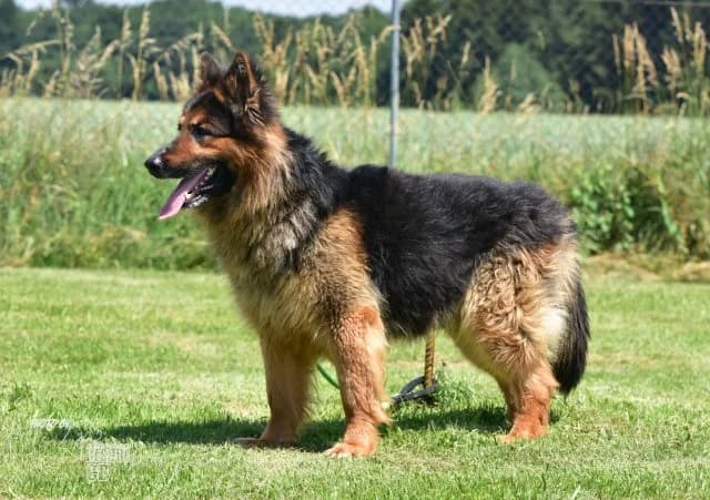 kříženec (Německý ovčák), female mixed breed for adoption at Animal Rescue CZ, Prague