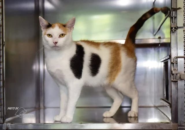 Evropská krátkosrstá kočka, female 5yo mixed breed for adoption at Animal Rescue CZ, Prague