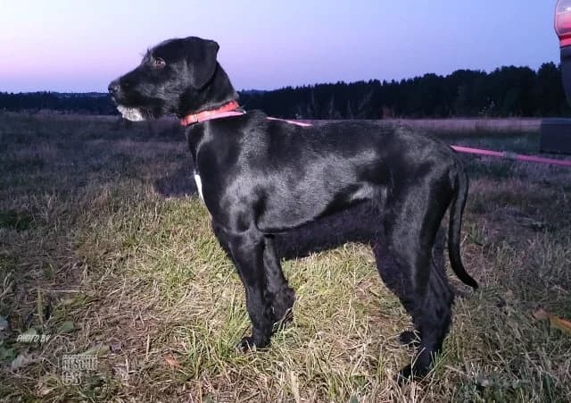 kříženec,  (Animal Rescue CZ)