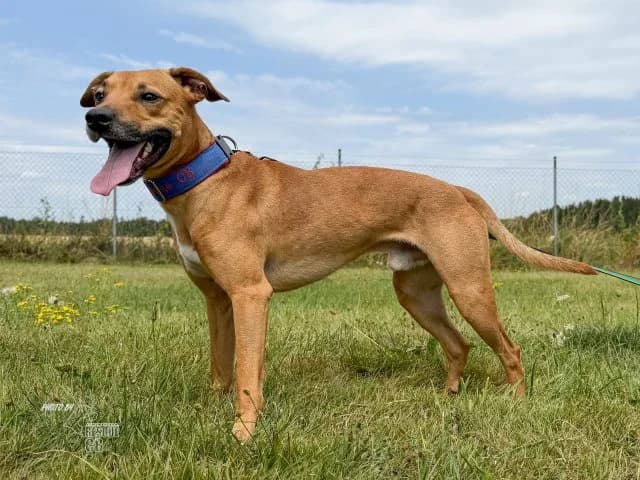 Démon, male mixed breed for adoption at Animal Rescue CZ, Prague