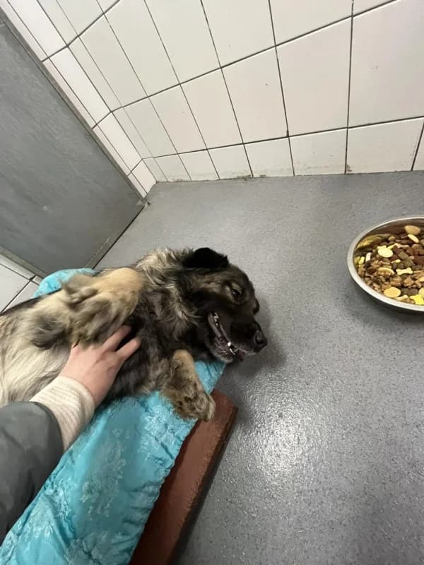 Bona - v dočasné péči, female mixed breed for adoption at Azyl pro zvířata Hradec Králové