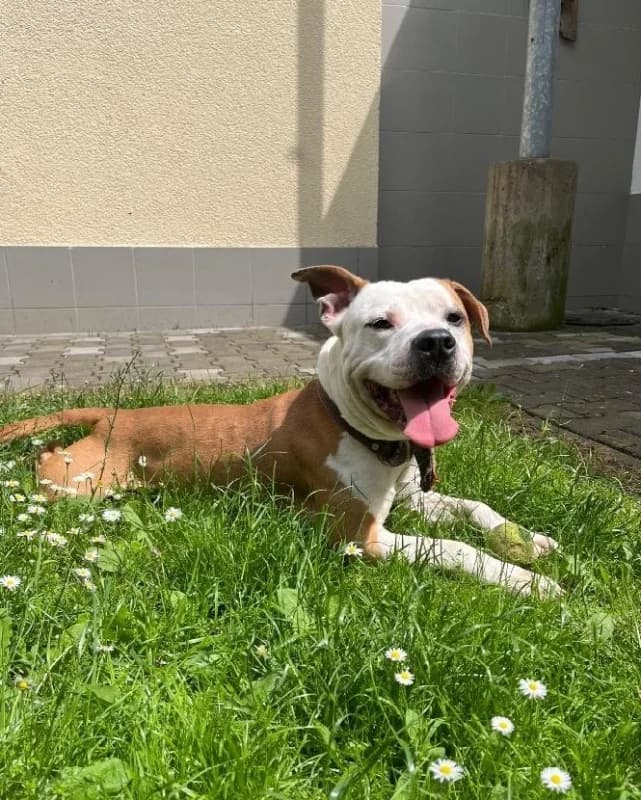 Dasty, male mixed breed for adoption at Azyl pro zvířata Hradec Králové