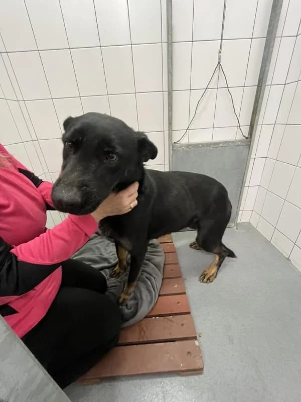 Bella - v dočasné péči, female mixed breed for adoption at Azyl pro zvířata Hradec Králové